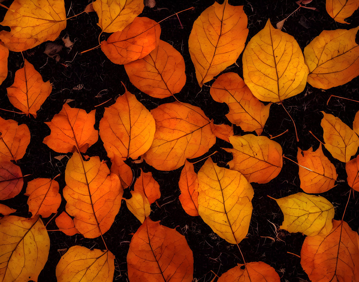 Vibrant Orange and Yellow Autumn Leaves in Dark Forest