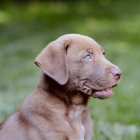 Brown Dog with Glossy Coat Panting Against Greenery Background