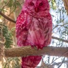 Pink owl perched on branch in green foliage