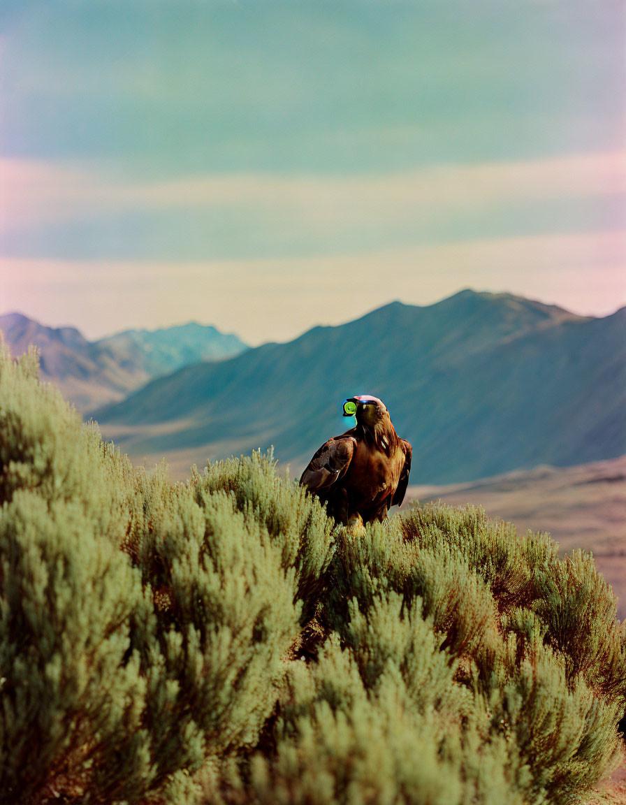 Majestic eagle perched on bush in serene landscape