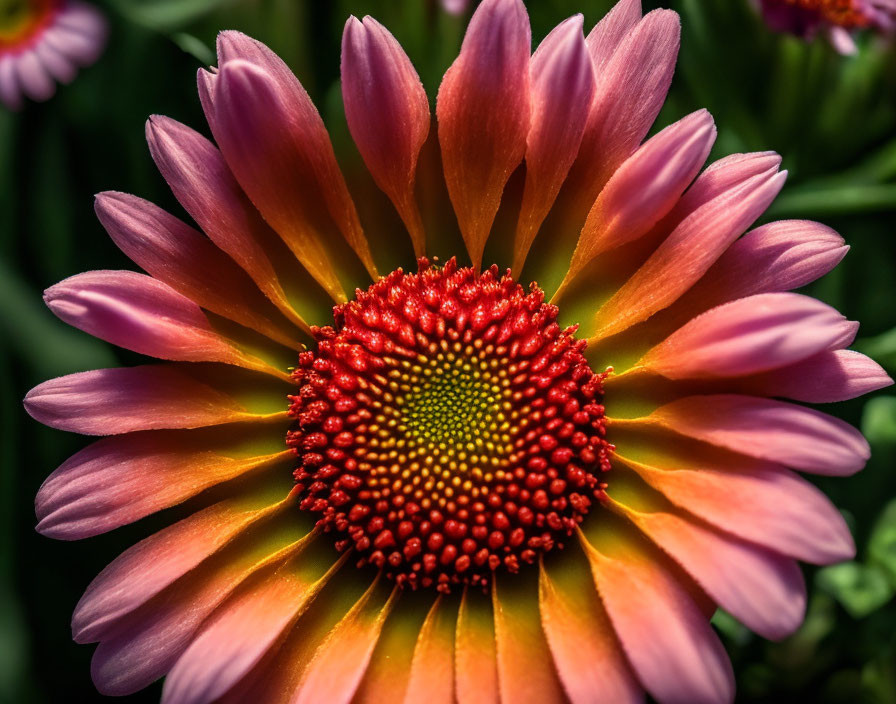 Colorful Close-Up of Pink-Orange Gerbera Daisy