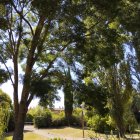 Sunlit forest with tall trees and green foliage.