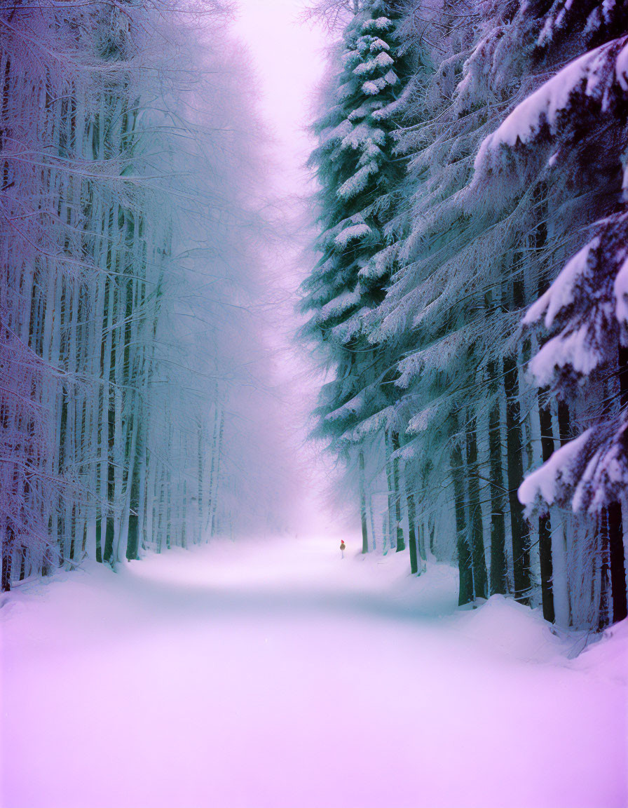 Snow-covered path with solitary figure and frost-covered trees under purple sky