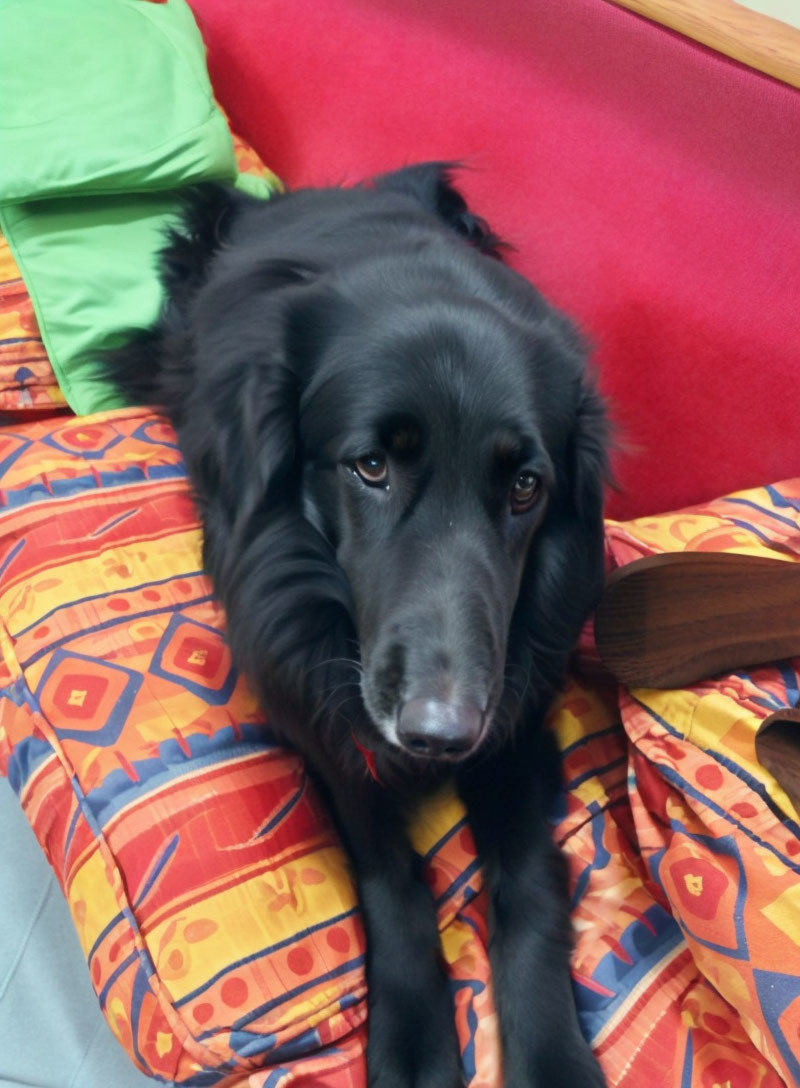 Black Dog Sitting on Colorful Cushion with Red Sofa and Green Pillow