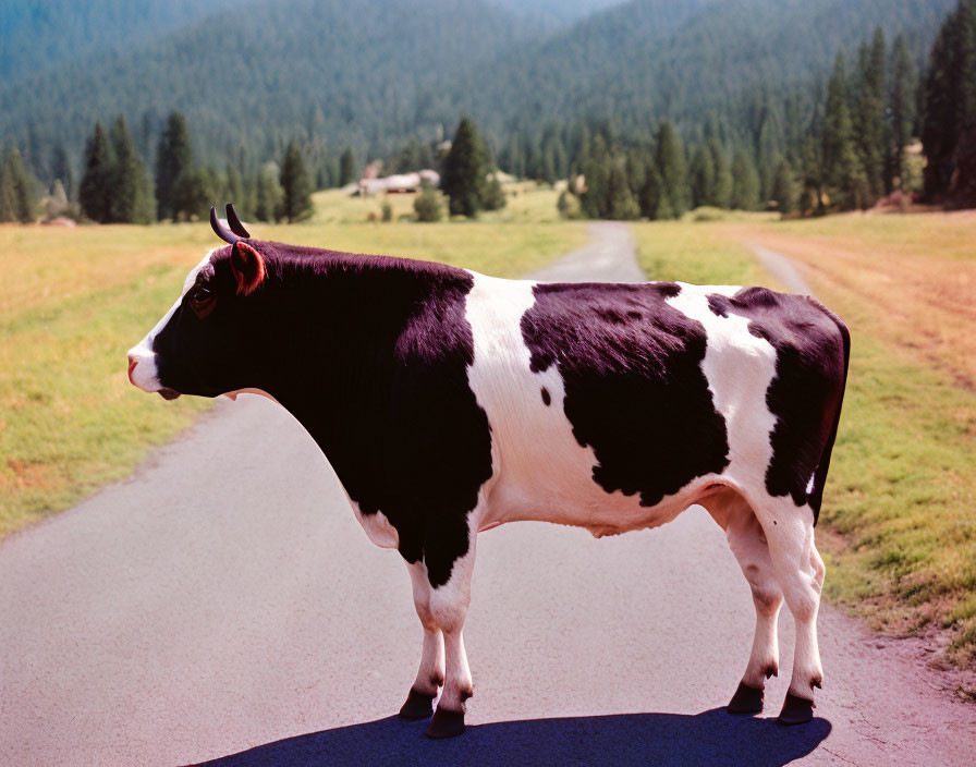 Black and white cow in road with pine forest and mountains under clear sky