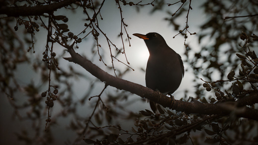 Silhouette of blackbird on branch with berries in diffused light