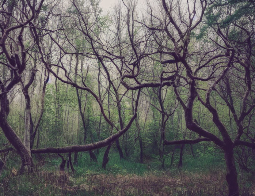 Tranquil forest scene with twisting branches and lush green foliage