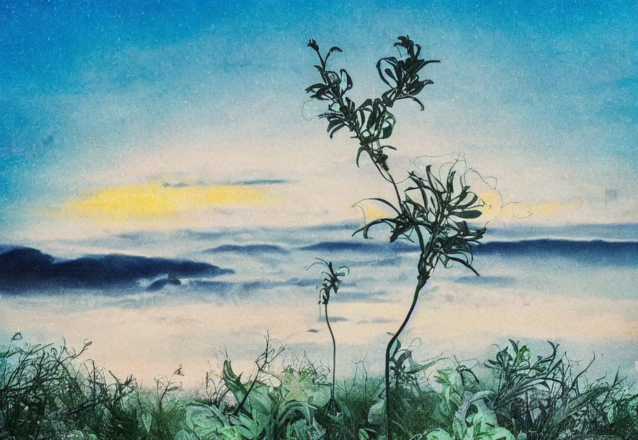 Tranquil sky with lone plant and clouds at twilight