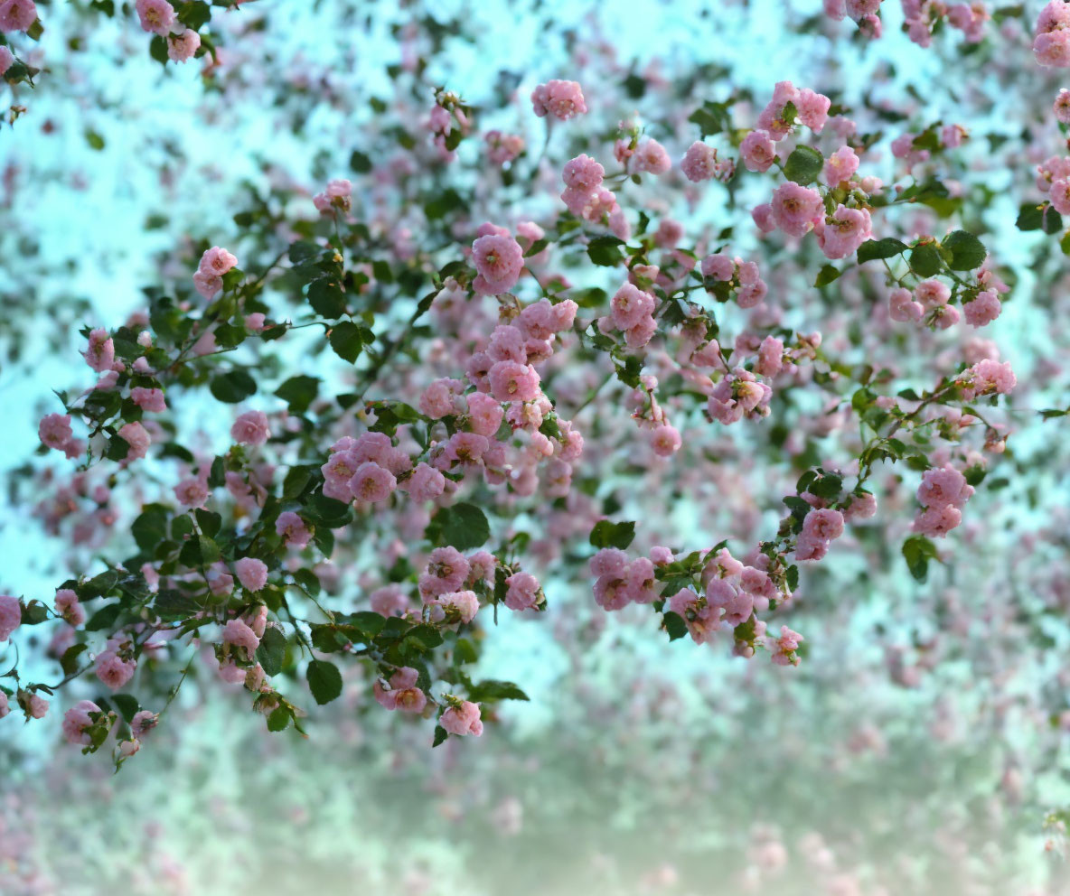 Pink flowers in lush green foliage with soft-focus garden background.