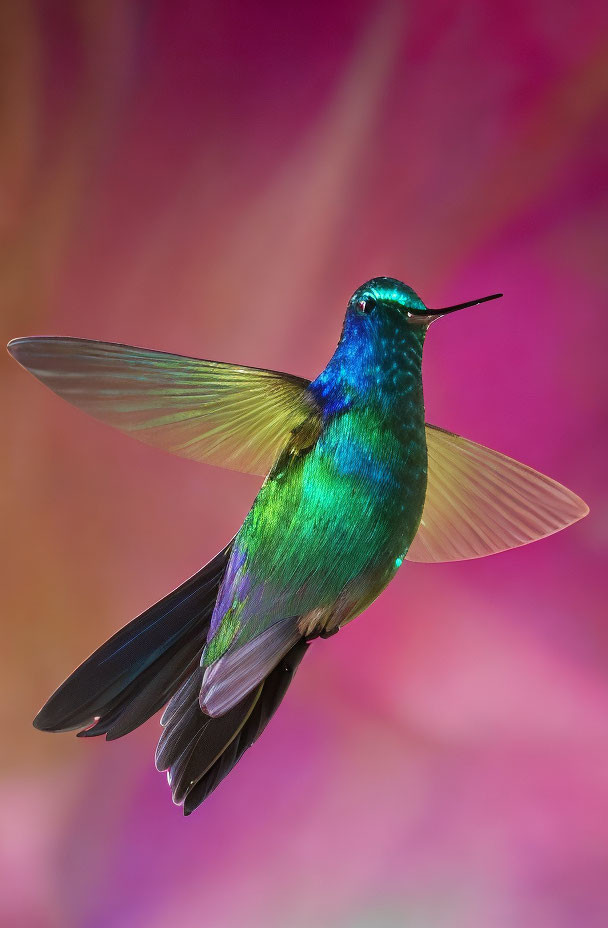 Colorful hummingbird with outstretched wings on pink background