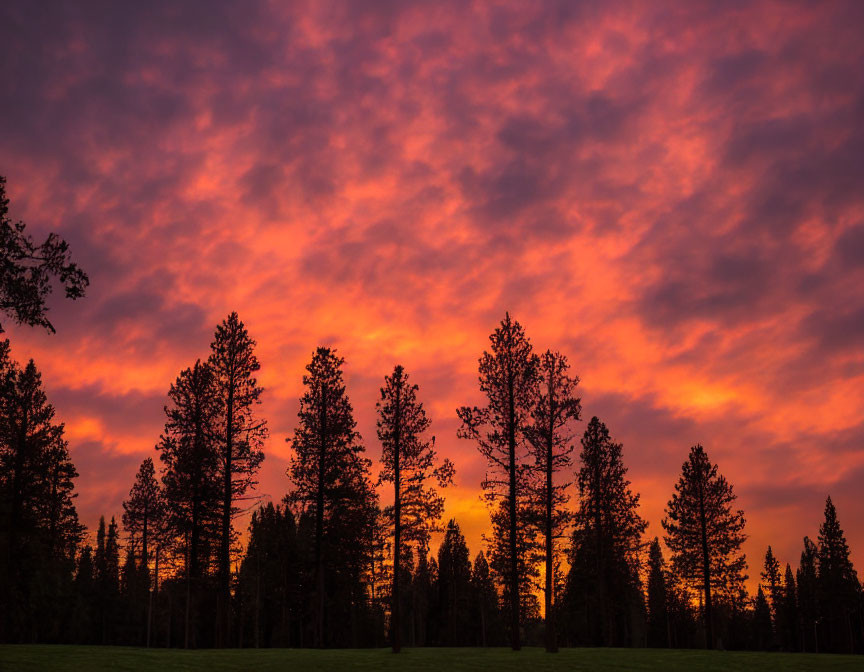 Colorful sunset with fiery clouds over tall pine tree silhouettes.