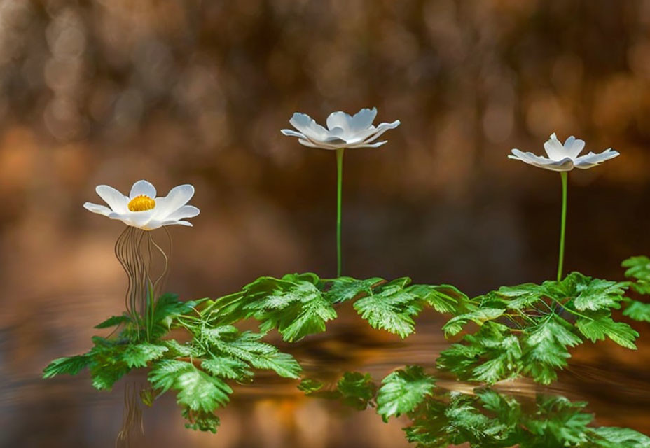 White flowers with yellow centers above green leaves on blurred brown background.