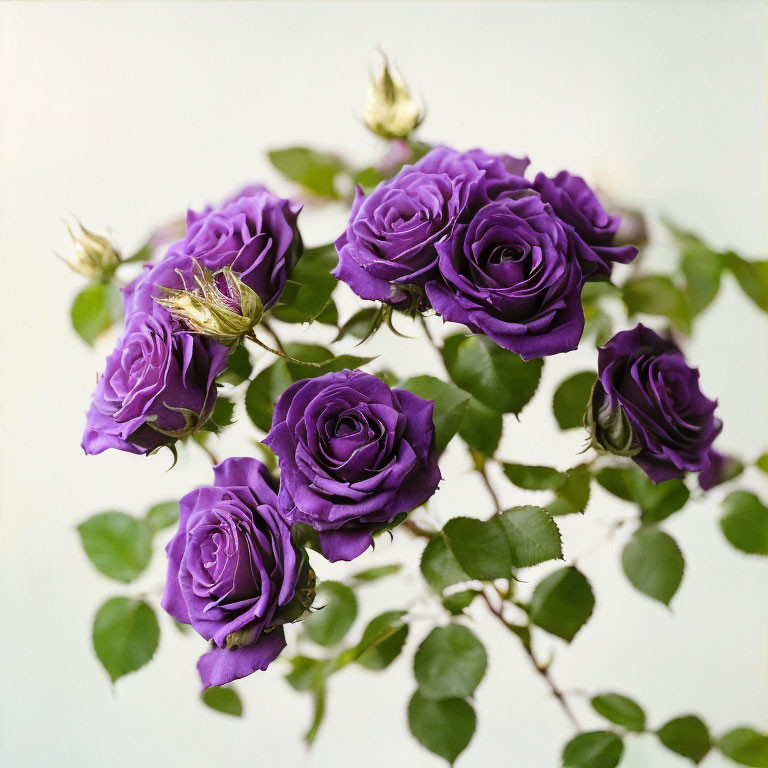 Vibrant Purple Roses Bouquet on Soft-focus Background