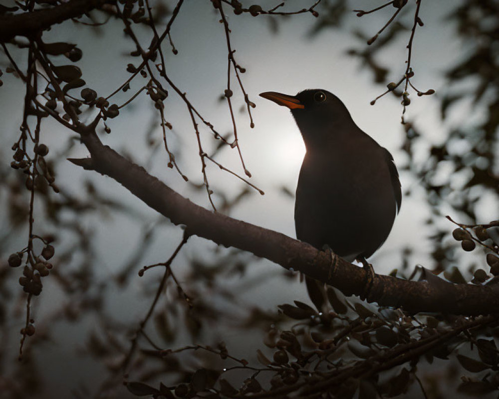 Silhouette of blackbird on branch with berries in diffused light