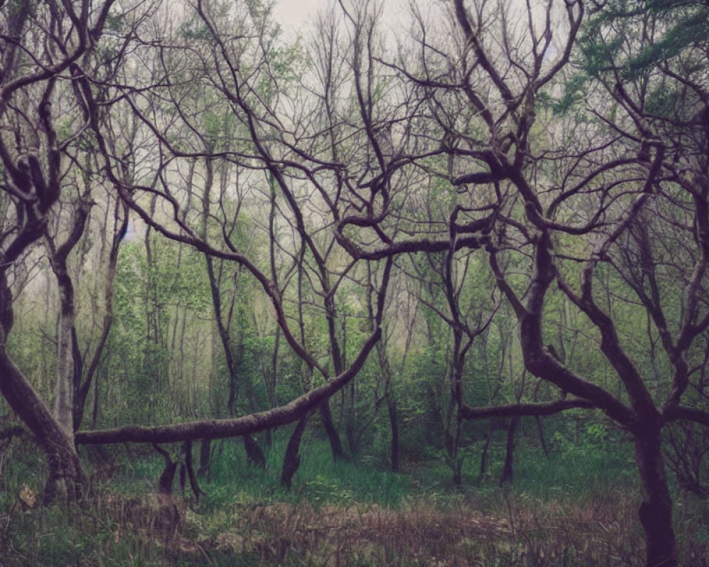 Tranquil forest scene with twisting branches and lush green foliage