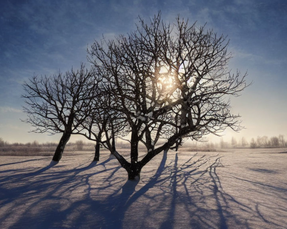 Snowy landscape with leafless tree casting shadows under sunlit sky