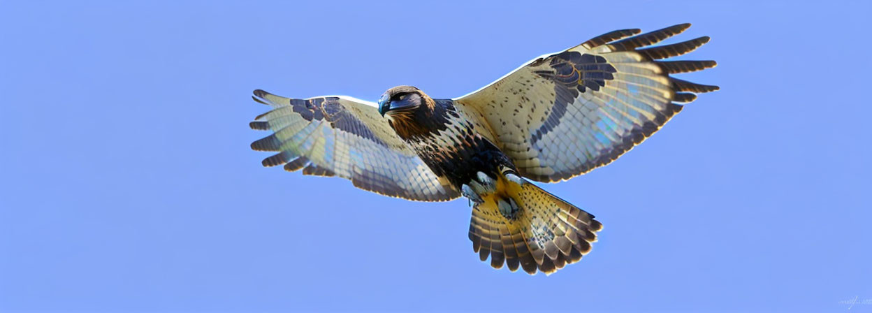 Majestic bird of prey soaring with spread wings in clear blue sky