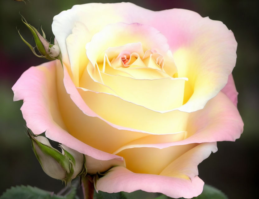 Close-up of yellow-pink gradient rose with soft petals and budding rose in blurred background