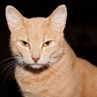 Golden Cat Statuette with Blue Eyes and Jeweled Collar