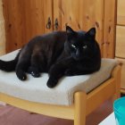 Black cat resting on white cushion with teal cup and golden backdrop