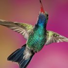 Colorful hummingbird with outstretched wings on pink background