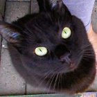 Black Cat with Green Eyes and Pink Nose on Multicolored Background