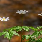 White flowers with yellow centers above green leaves on blurred brown background.