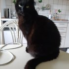 Black cat with blue eyes and gold necklace in luxurious room