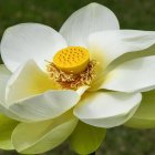 Vibrant white and pink lotus flower with yellow and purple center above green lily pads