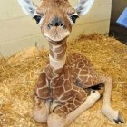 Young giraffe in golden grass with large eyes and long eyelashes