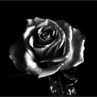 Luxurious Black Rose with Golden Flecks on Dark Surface