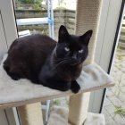 Black Cat with Striking Eyes on Grey Shelf Amid Green Foliage