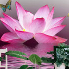 Pink Lotus Flower in Full Bloom on Tranquil Water Surface