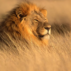 Male lion with lush mane in golden savannah grass