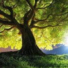 Majestic large tree with thick trunk and golden leaves in sunlit meadow