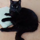 Black cat with blue eyes beside floral teacup, rose, leaves, and pillow