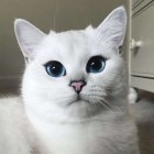 White Fluffy Cat with Large Blue Eyes and Curious Expression