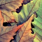 Assorted green, brown, and red autumn leaves overlap in vibrant display