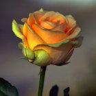 Bi-Colored Orange and Yellow Rose with Buds on Blurred Background