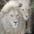 Regal lions with golden adornments on starry backdrop