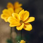 Vibrant yellow flowers with water droplets on dark, rain-speckled backdrop