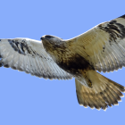 Majestic bird of prey soaring with spread wings in clear blue sky