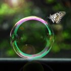 Colorful Butterfly on Iridescent Bubble in Greenery