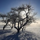 Snowy landscape with leafless tree casting shadows under sunlit sky