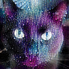 Black cat with orange eyes in raindrops on grey backdrop