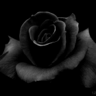 Dark roses with subtle red edges on petals against black background