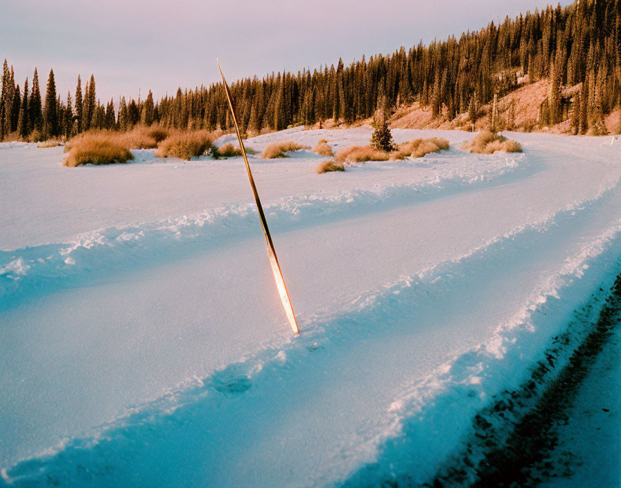 Snow-covered landscape with upright ski pole and pine trees under soft light