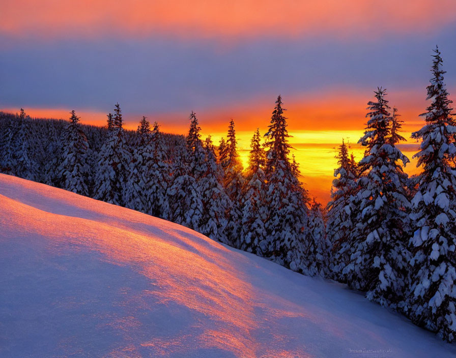 Winter scene: snow-covered pine trees against orange and blue sunset sky.