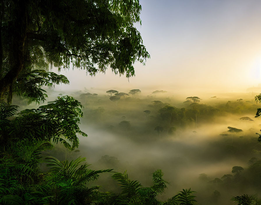 Misty sunrise in lush jungle with sunlight and fog