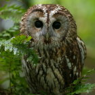 Colorful Owl Artwork Among Green Foliage and White Blossoms